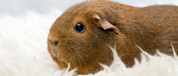 Marsun ruoat ja hein&auml;t