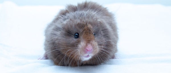 Hamsterin ruoka