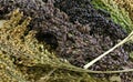 Getzoo hirssisekoitus 100 g