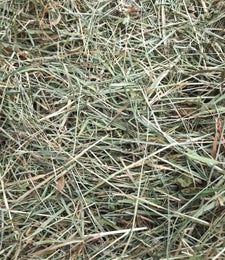 Hein&auml;&auml; pientilalta