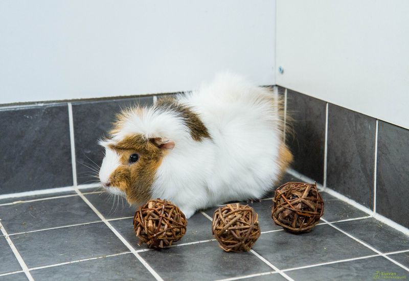 JR Farm minipajupallot 3 kpl