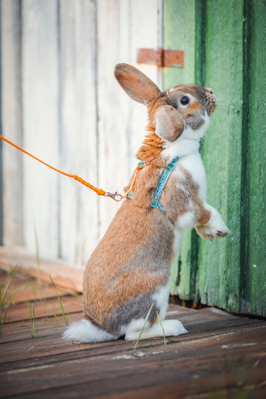 Kuvan ottanut Lavellas valjaat