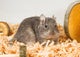 Degu 2